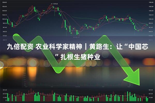 九倍配资 农业科学家精神｜黄路生：让“中国芯”扎根生猪种业
